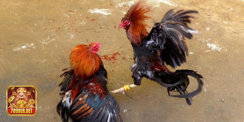 Đá Gà - Thông Tin Minh Bạch, Phân Tích Cực Chi Tiết